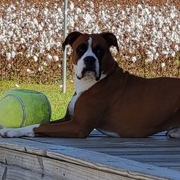 Klinger - Boxer