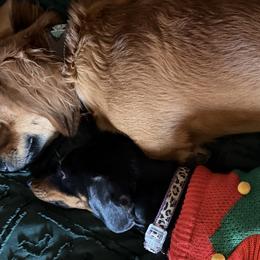 Dachshunds from Short Stack Miniature Dachshunds