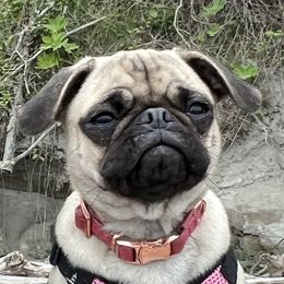 Winnie - Pug