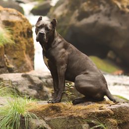 Stormy - Cane Corso