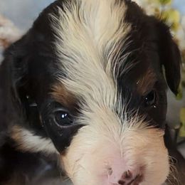 Cadbury - Tri-color Bernedoodle puppy in Shiloh, Georgia from Doodle Mountain