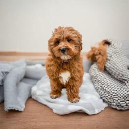 Skittles - Red  male Goldendoodle puppy in Belton, South Carolina from Poodley Doodley Doo