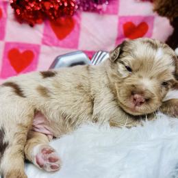 Chopper - Red merle male Miniature Australian Shepherd puppy in Wauchula, Florida from Sun & Moon Aussies