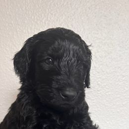 Schnoodle Puppies from Gooch Canines (Giant Schnoodles)