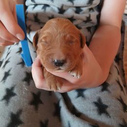 Blue - Dark golden male Golden Retriever puppy in Lanesboro, Minnesota from Eagle Ridge Golden Retrievers