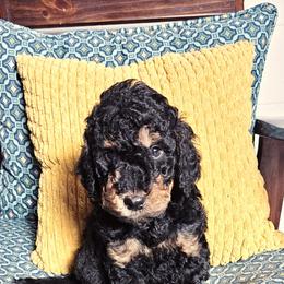 Goldendoodle Puppies from Gallimore Doodles