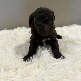 Girl 1 - Red phantom female Aussiedoodle puppy in Mtn Rest, South Carolina from Stocktons Doxies & Doodles