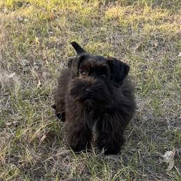 Miniature Schnauzer puppies from Ashley Martinez
