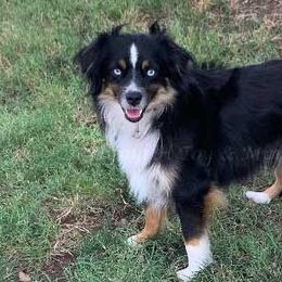 Mysti - Toy Australian Shepherd