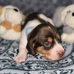 Dachshund Puppies from Neeley Family's Weenies