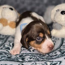 Dachshund Puppies from Neeley Family's Weenies