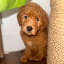 Romeo - Red  male Goldendoodle puppy in Fayetteville, Arkansas from Silver Hill Farm