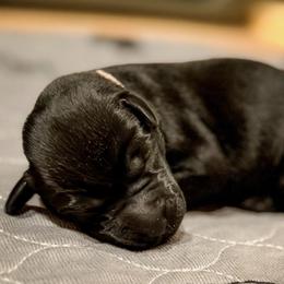 Pink Collar - Black female Labrador Retriever puppy in Franklin, Virginia from Oak Hollow Retrievers