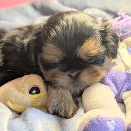Noah - Black and tan male Shih Tzu puppy in Port Huron, Michigan from Shih Tzu Cottage