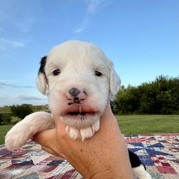 Tratter Pull - Black and white male Sheepadoodle puppy in Adams, Nebraska from Boxcar Doodles and Poodles