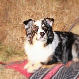 Kenai - Australian Shepherd
