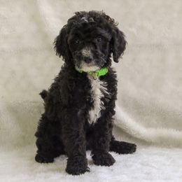 Bernedoodle and Goldendoodle Puppies from Delta Doodles and Poodles