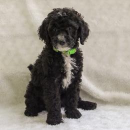 Bernedoodle and Goldendoodle Puppies from Delta Doodles and Poodles