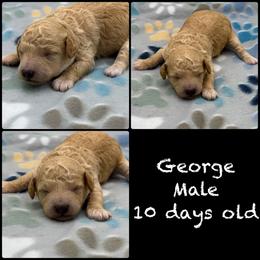 George - Red  male Poodle puppy in Grass Valley, California from Sapphire Ridge Poodles