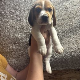Mercury - Black tan and white male Beagle puppy in St. Cloud, Minnesota from Beagle Blessings