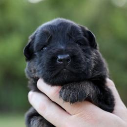 Boy 1 - German Shepherd puppy in Greenbrier, Arkansas from House of Havoc German Shepherds