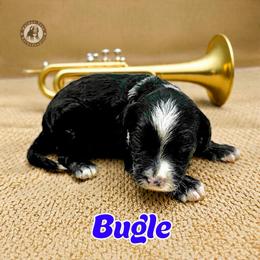 Bugle - Tri-color male Bernedoodle puppy in Banner Elk, North Carolina from Walnut Tree Bernedoodles