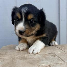 Cobia - Black tri female Miniature Australian Shepherd puppy in Lakeport, California from Akins Aussies/Wild Rose Ranch