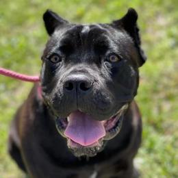 Cane Corso from Bellissima Cane Corso