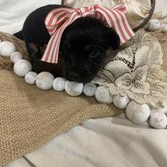 Border Collie and Bordoodle Puppies from Sunrise Kennels
