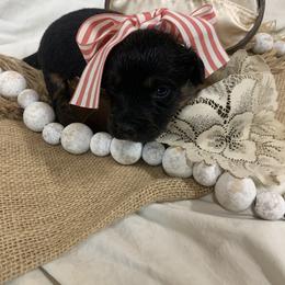 Border Collie and Bordoodle Puppies from Sunrise Kennels