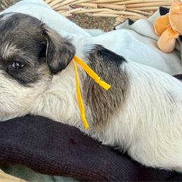 Spot - Parti male Miniature Schnauzer puppy in Comanche, Texas from Circle R
