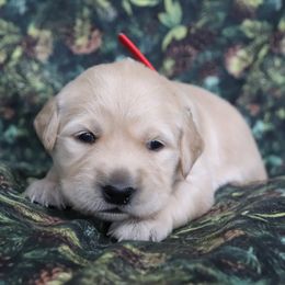 Bunny - Golden female Golden Retriever puppy in Great Falls, Montana from VS Golden Fields