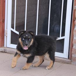 Leroy - Black tri-color male Australian Shepherd puppy in Sonoita, Arizona from Gardner Canyon Kennels
