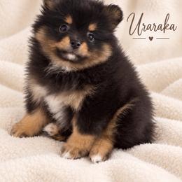 Uraraka - Black and tan female Pomeranian puppy in Sandia, Texas from Broken Arrow Poms