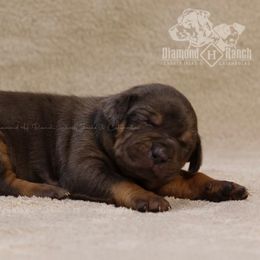 Pistol - Blue merle Catahoula Leopard Dog puppy in Trout, Louisiana from Diamond H Ranch