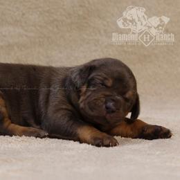 Pistol - Blue merle Catahoula Leopard Dog puppy in Trout, Louisiana from Diamond H Ranch