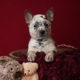 Australian Cattle Dog and Collie Puppies from Blackberry Hills