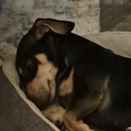 Shorty - Dachshund