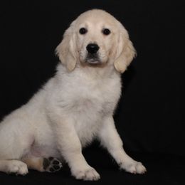Daphne - Light golden female Golden Retriever puppy in Auora, Colorado from Grace Skye Goldens