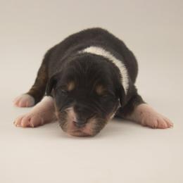 Shepherd - Black tri-color male Australian Shepherd puppy in Placerville, California from BFF Aussies