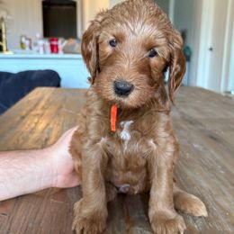 Orange - Red  female Goldendoodle puppy in Buda, Texas from The Doods Spot *located in Buda, tx.*