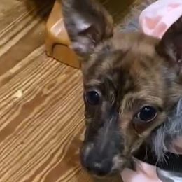 Hela - Chihuahua