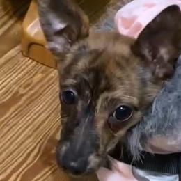 Hela - Chihuahua