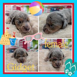 Gidget - Dapple female Dachshund puppy in Deckerville, Michigan from Goldie Girls Ranch Dachshunds