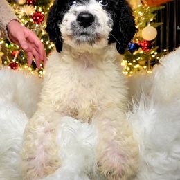 Labradoodle Puppies from 101 Labradoodles