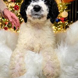 Labradoodle Puppies from 101 Labradoodles
