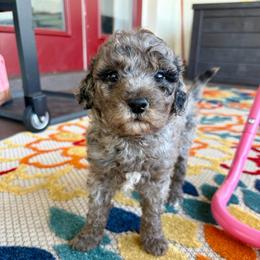 Chai - Merle female Goldendoodle puppy in Brooksville, Florida from Spring Prairie Doodles