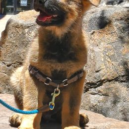 German Shepherd Puppies from Eisenkraft K9’s