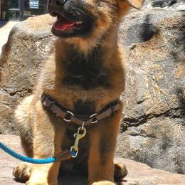 German Shepherd Puppies from Eisenkraft K9’s