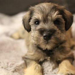 Charlie - Salt and pepper male Miniature Schnauzer puppy in Yucaipa, California from Mt. View's Pretty Little Schnauzers